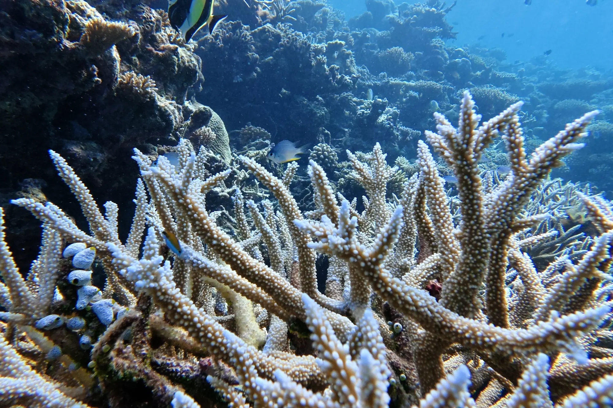 Branching staghorn coral on the reef at Ukulhas