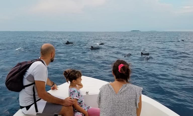 Dolphins off the coast of Ukulhas Island