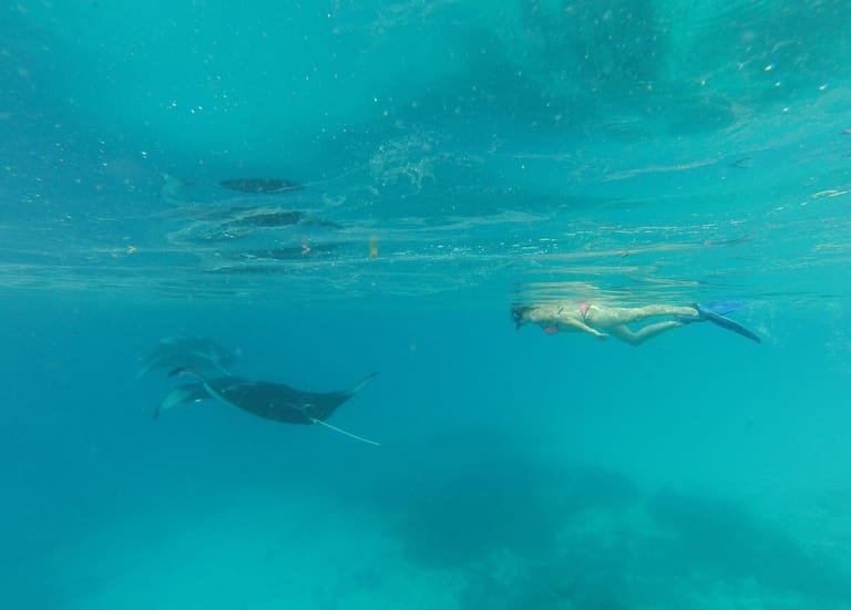 Manta ray gliding over the reef near Ukulhas island, Maldives — accessible directly from shore