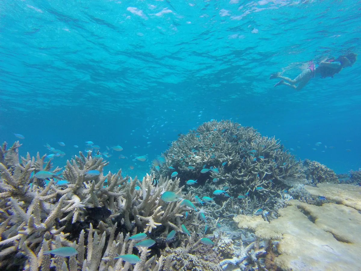 Coral and reef fish in the shallows off Ukulhas
